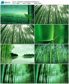 竹林深处视频,探寻自然与人文的和谐共鸣