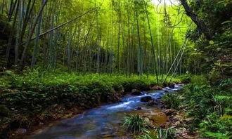 竹林深处视频,探寻自然与人文的和谐共鸣